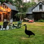 Aberto Design Goose 01 Negro